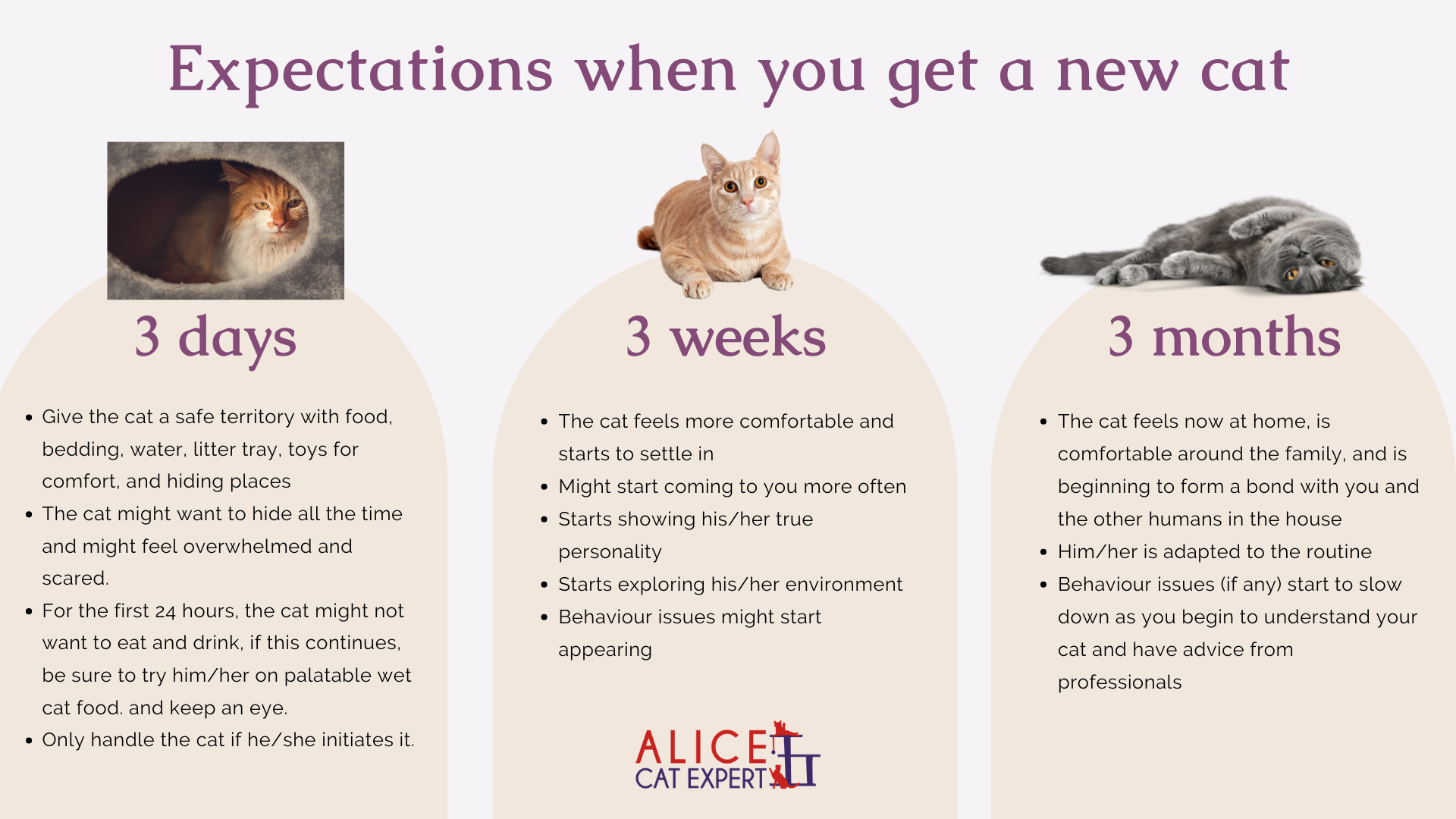 How long does it take for a cat to settle into a new home
